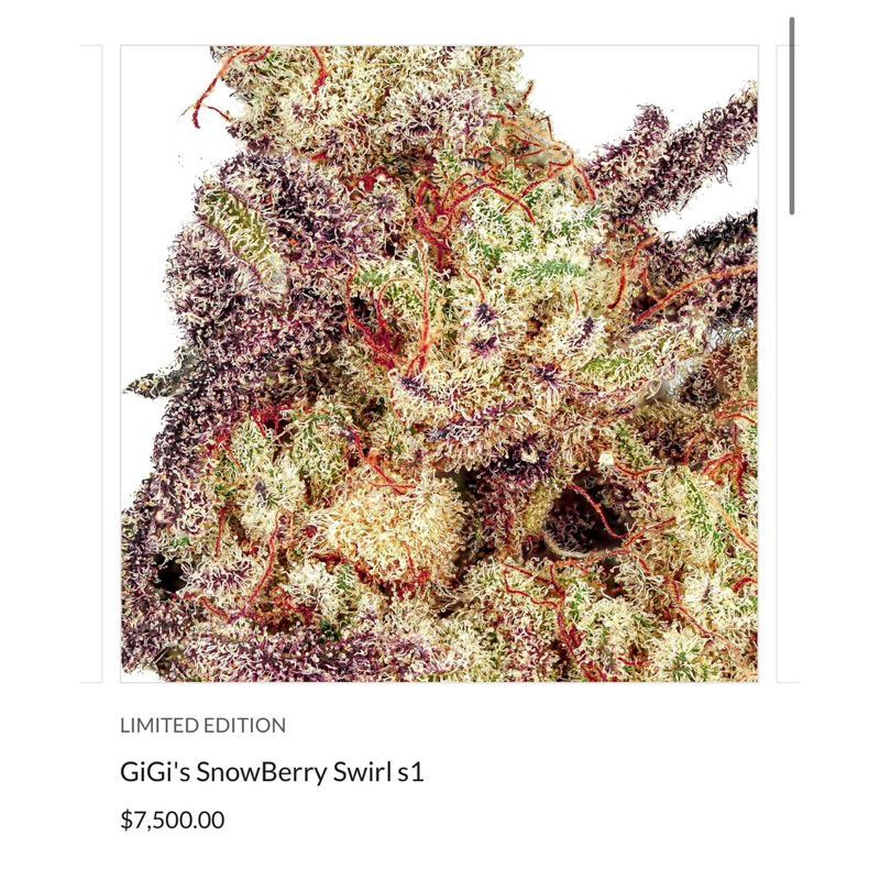 GiGi’s Snowberry Swirl S1 — 2
