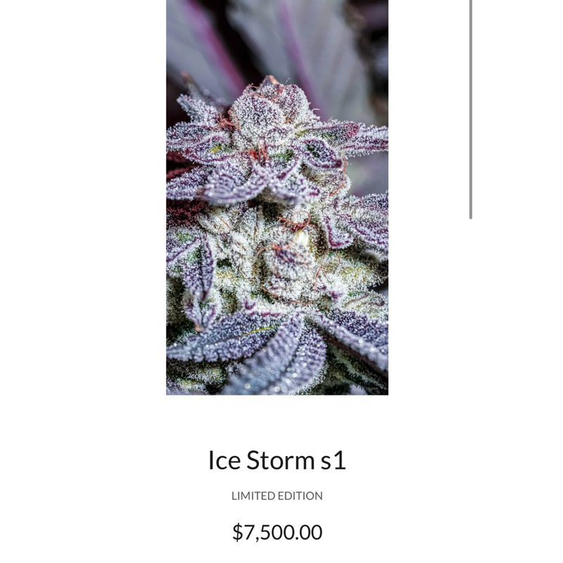 Ice Storm S1 — 2