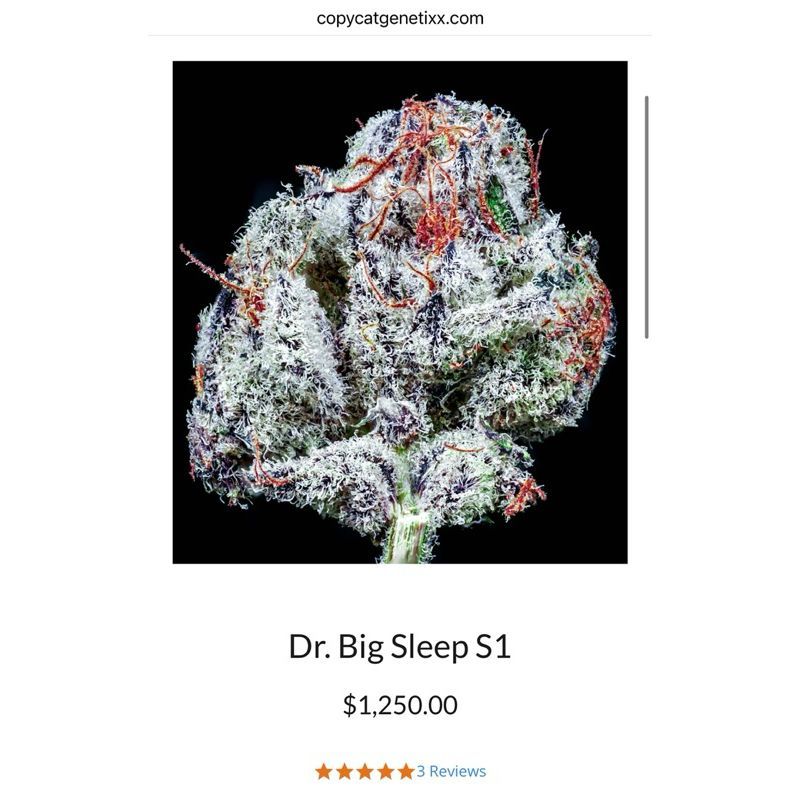 Dr. Big Sleep S1 — 2
