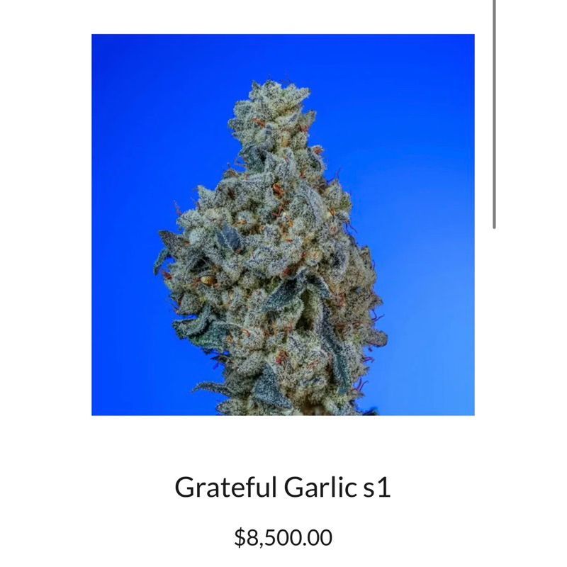 Grateful Garlic S1 — 3