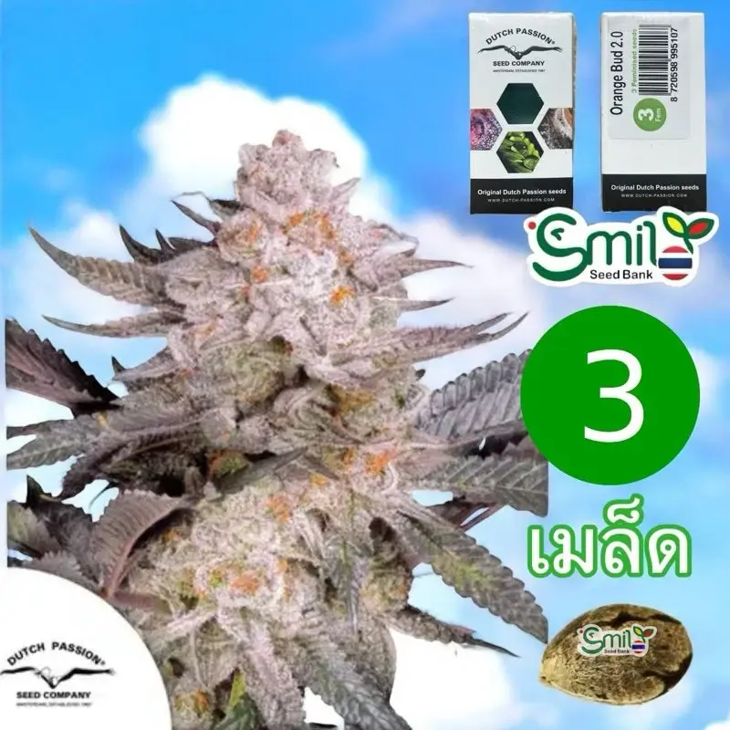 Orange Bud 2.0 — 2