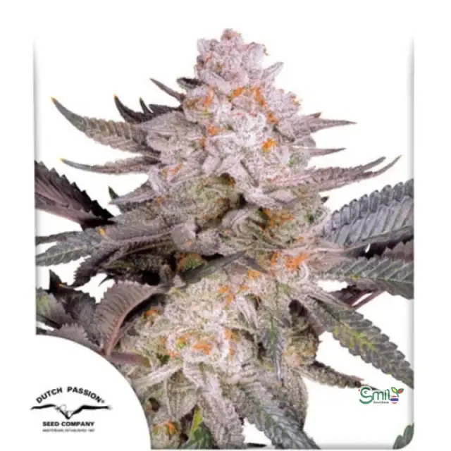 Orange Bud 2.0 — 1