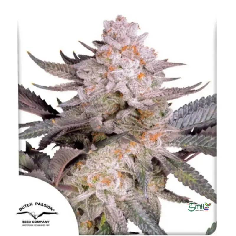Orange Bud 2.0 — 1