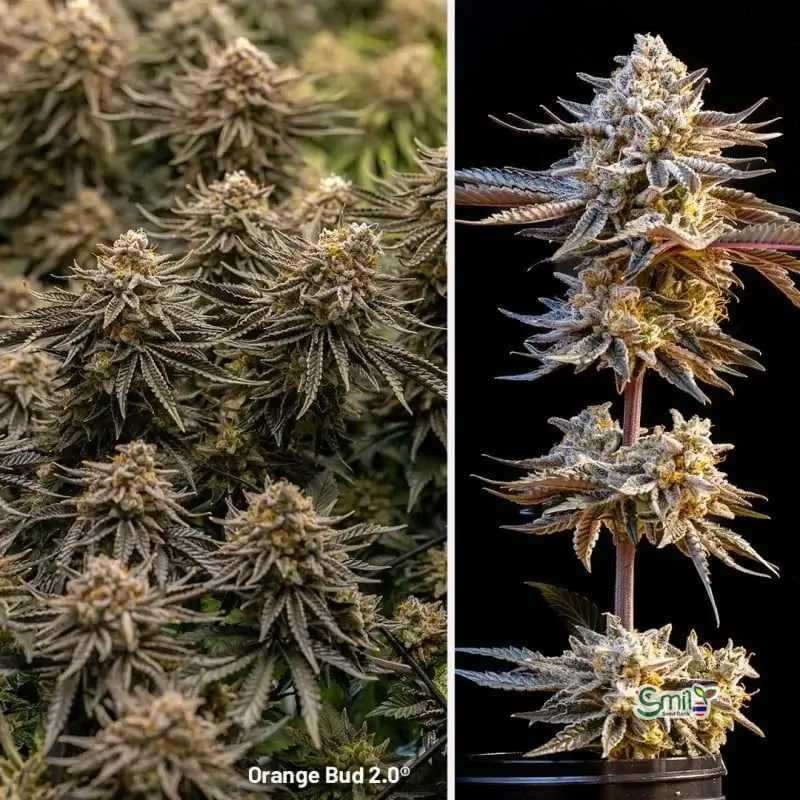 Orange Bud 2.0 — 3