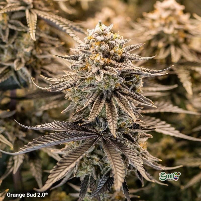 Orange Bud 2.0 — 4