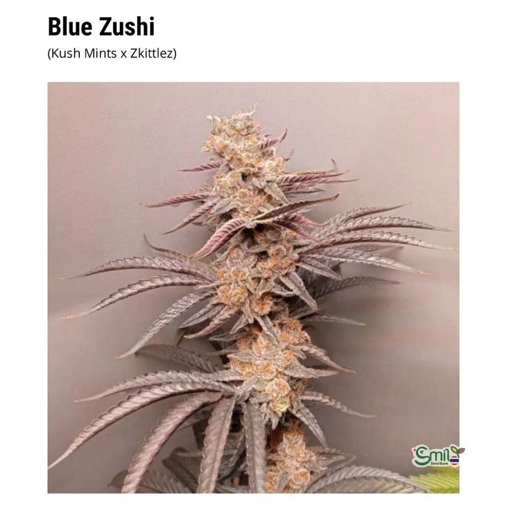 Blue Zushi — 3