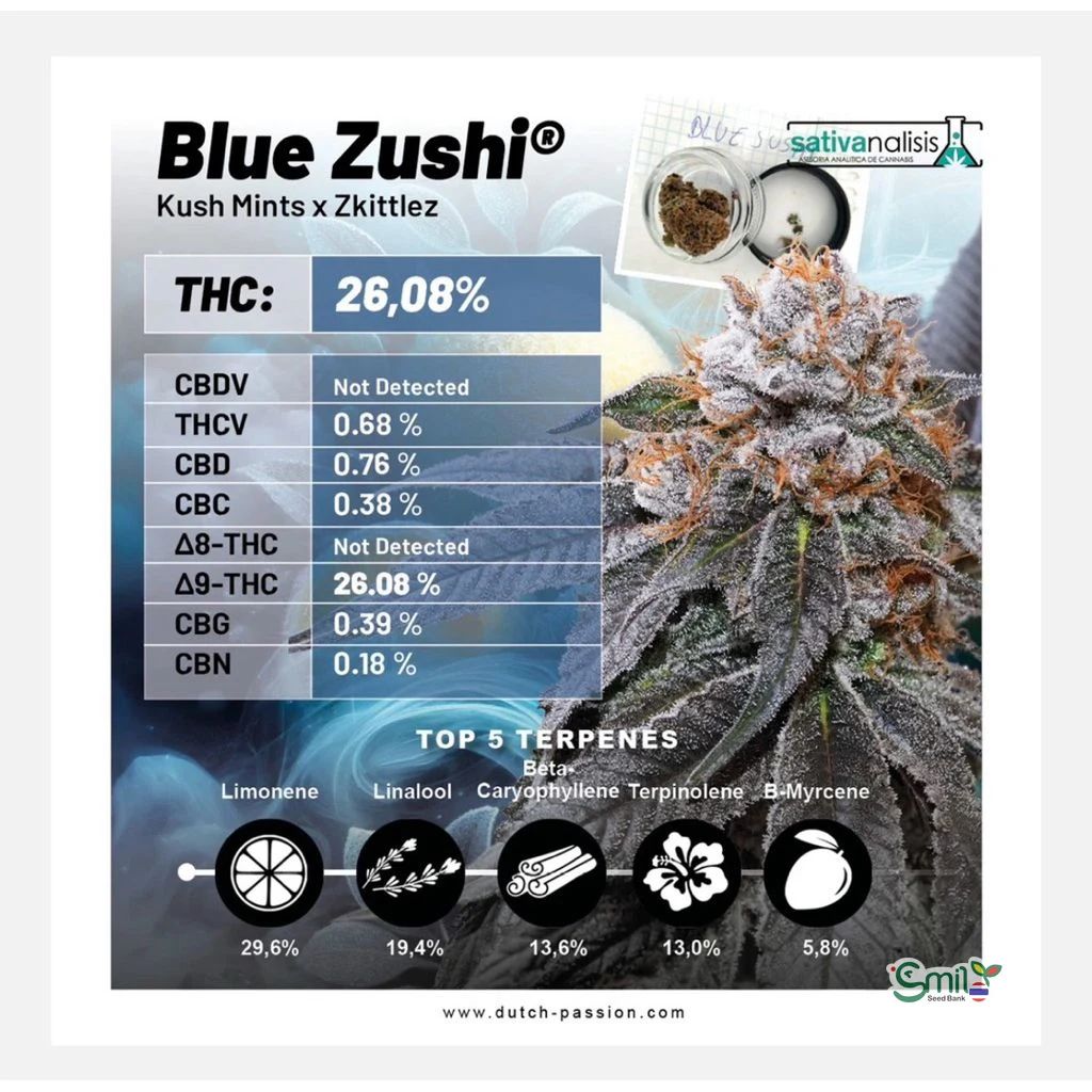 Blue Zushi — 4