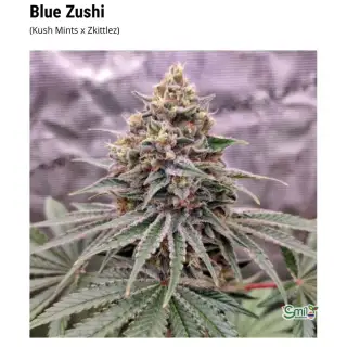 Blue Zushi