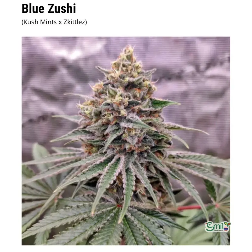 Blue Zushi — 1