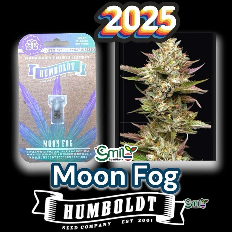 Moon Fog — 2