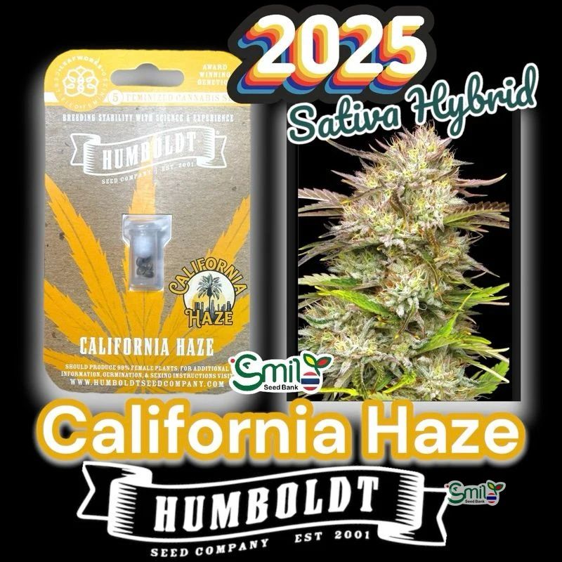 California Haze — 2