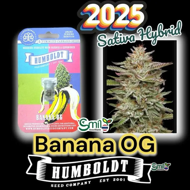 Banana OG — 2