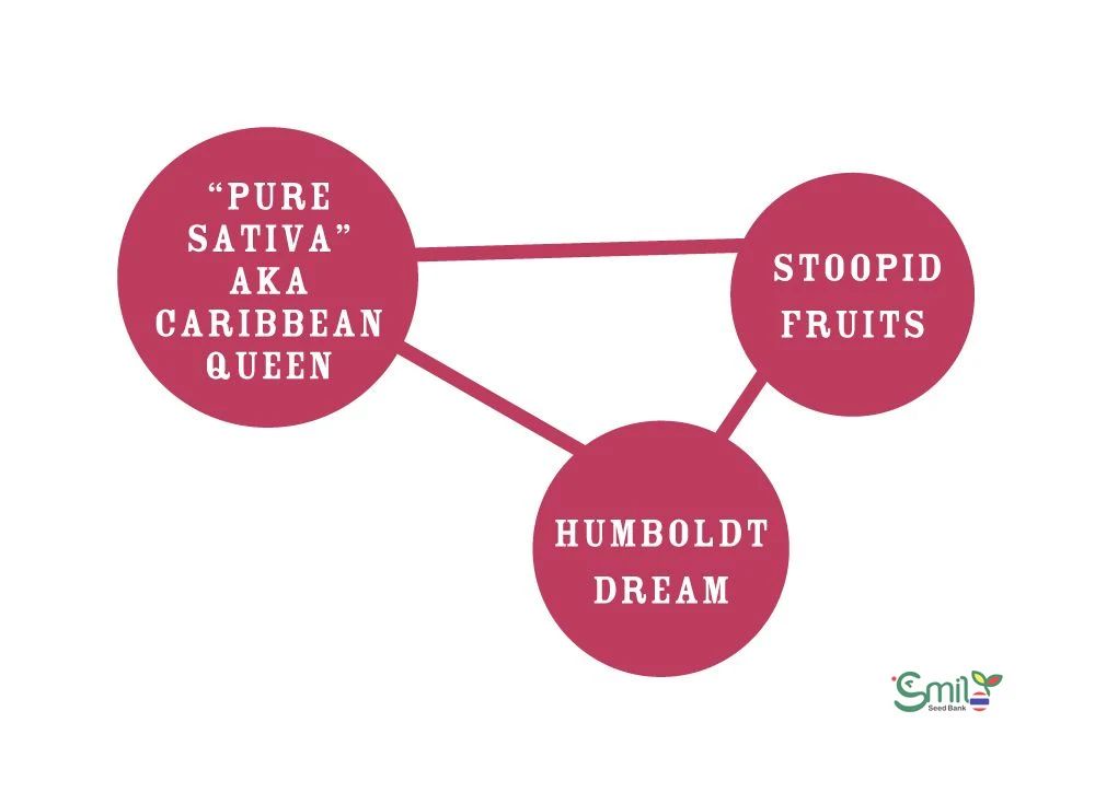 Caribbean Queen — 3