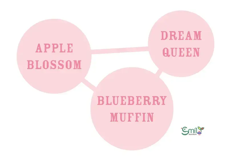 Apple Blossom — 2