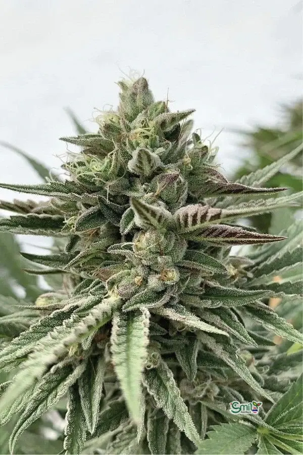 Humboldt Pound Cake — 1