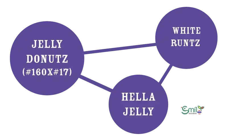 Jelly Donutz — 3