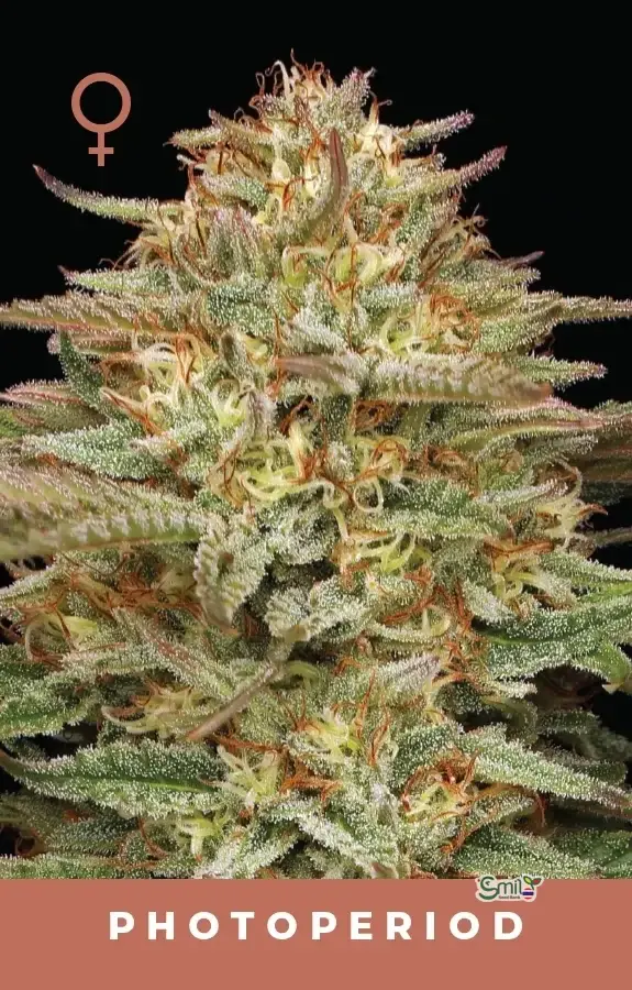 Orange Creampop — 1