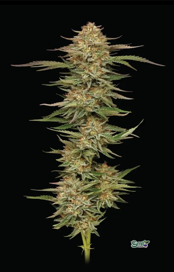 Orange Creampop — 2