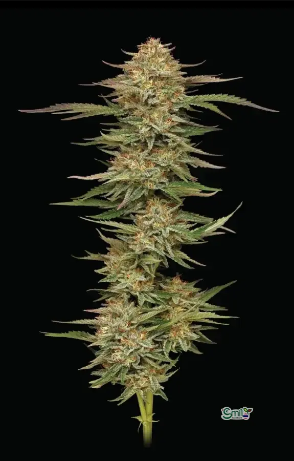 Orange Creampop — 2