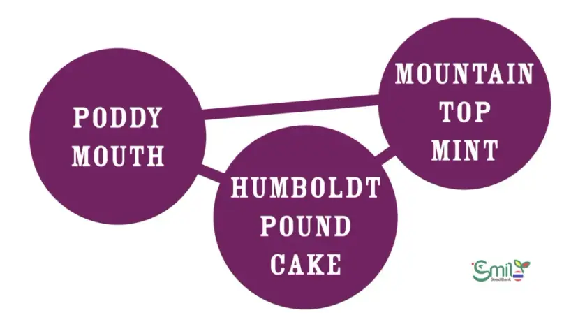 Poddy Mouth — 2