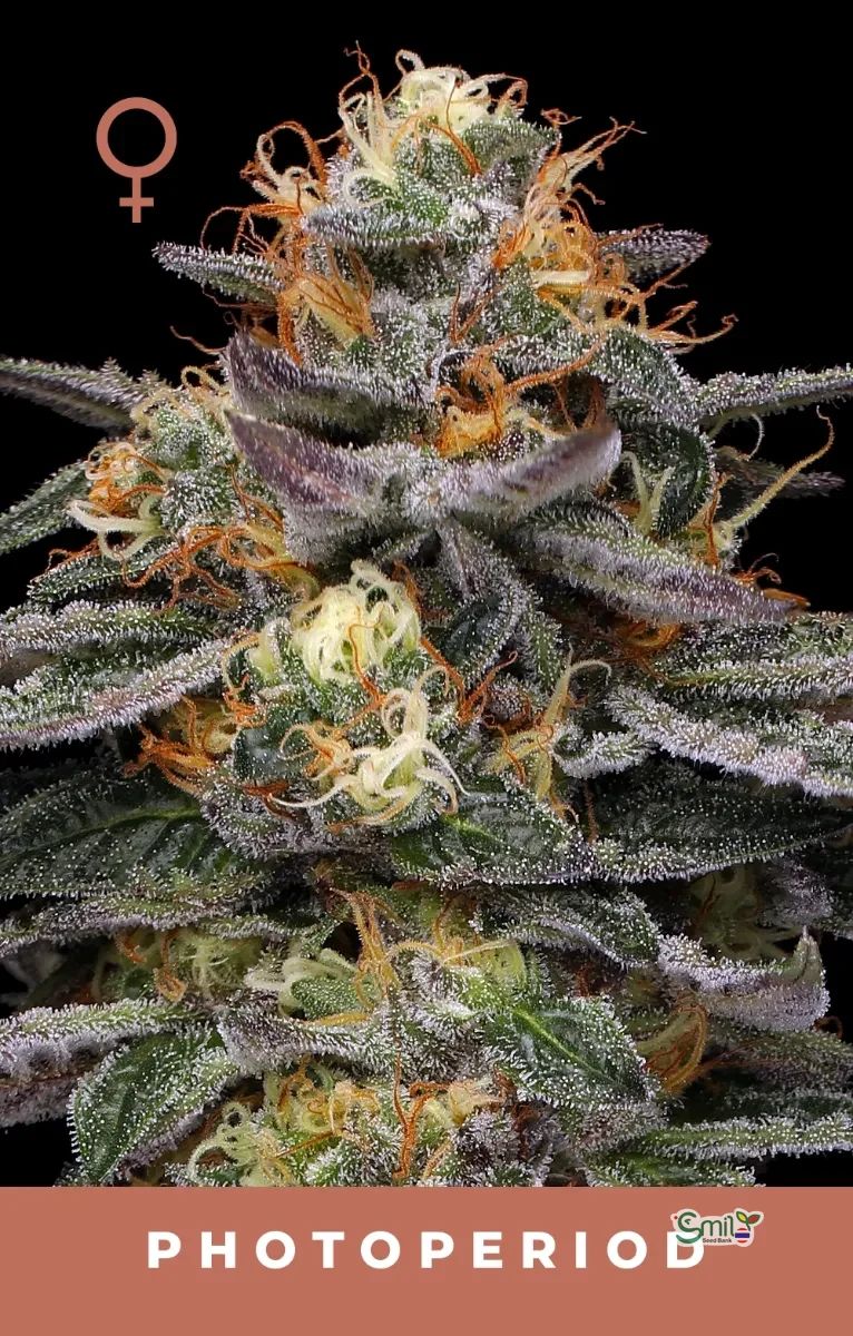 Vanilla Frosting