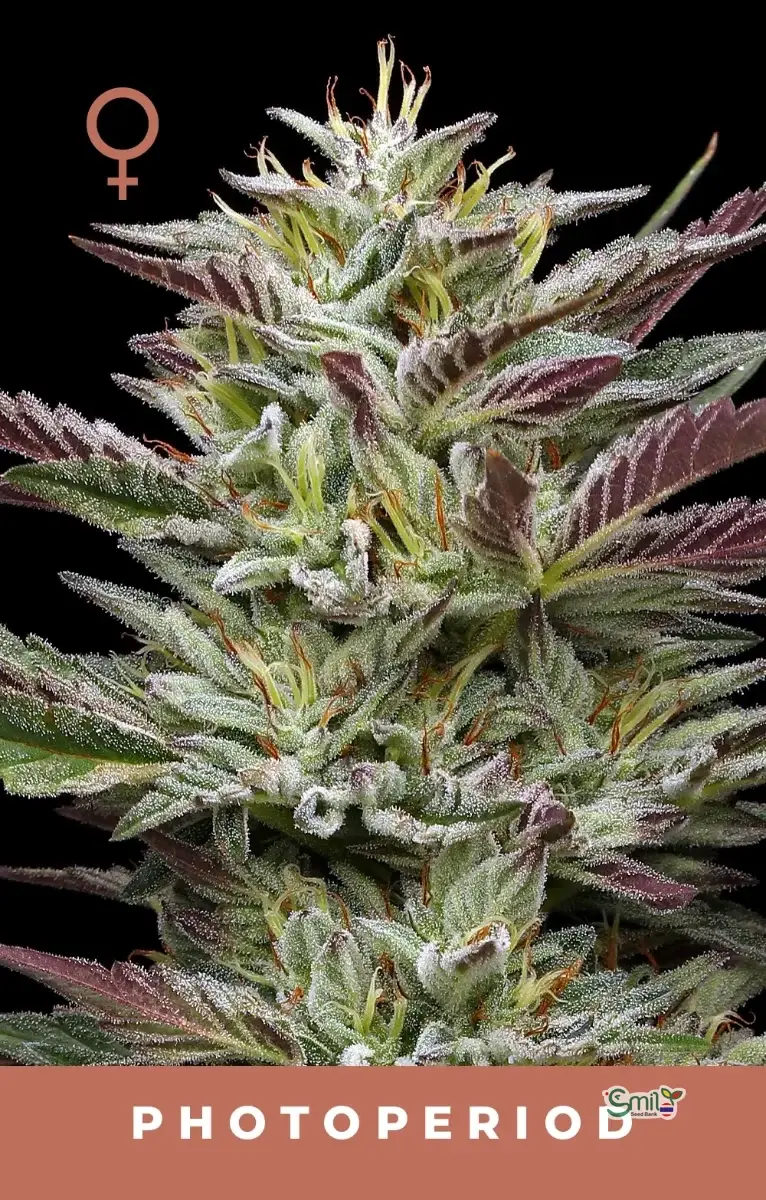 Nutter Budder — 1
