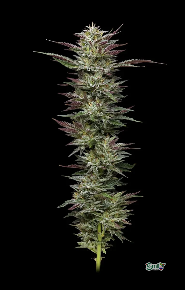 Nutter Budder — 2