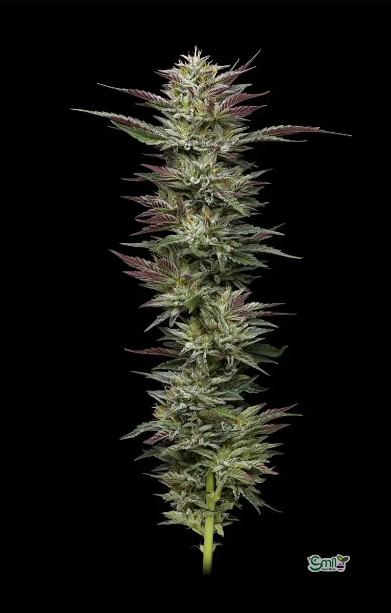 Nutter Budder — 2