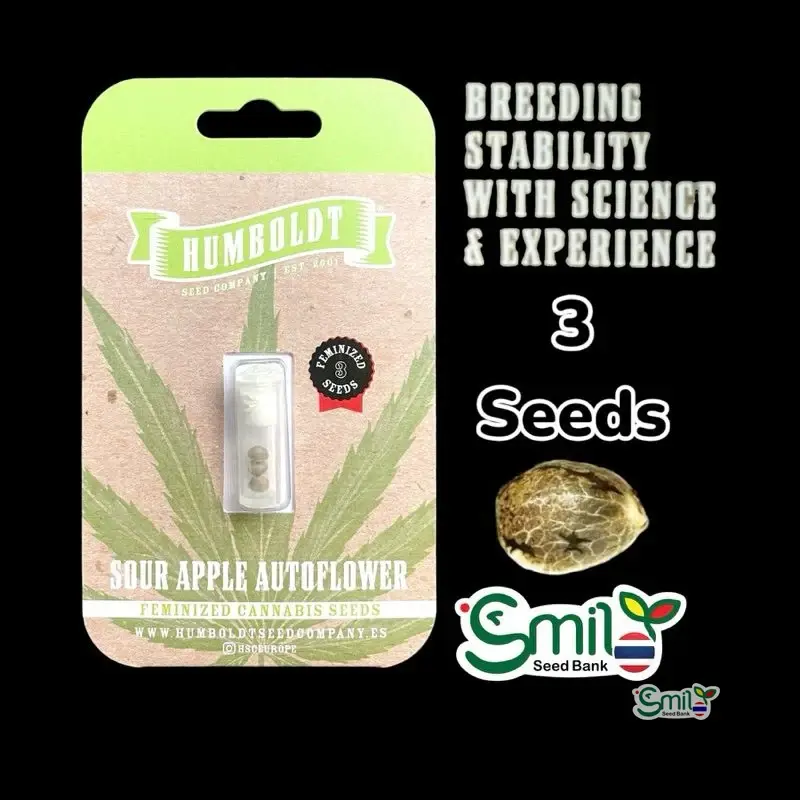 Sour Apple Autoflower — 1