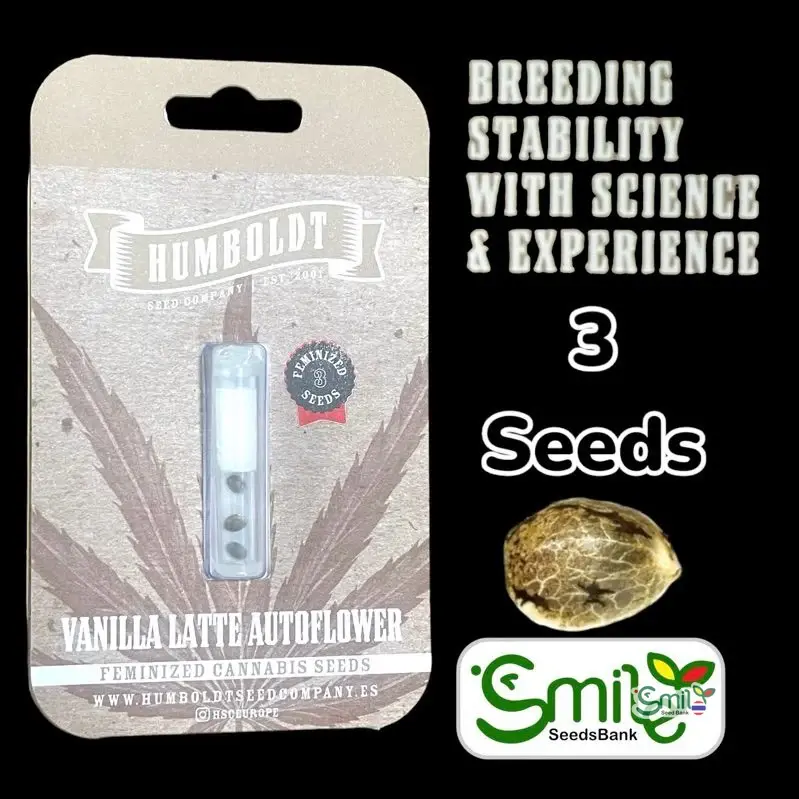 Vanilla Latte Autoflower — 1