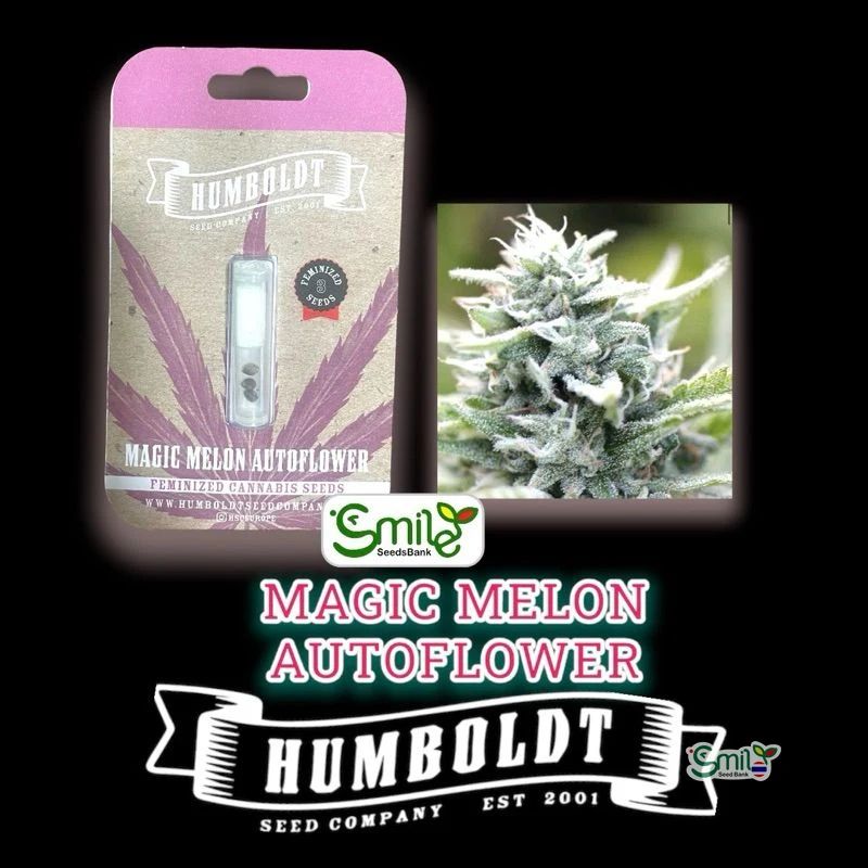 Magic Melon Autoflower — 2