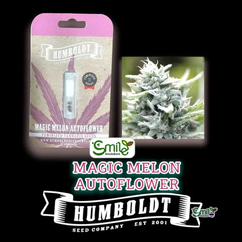Magic Melon Autoflower — 2