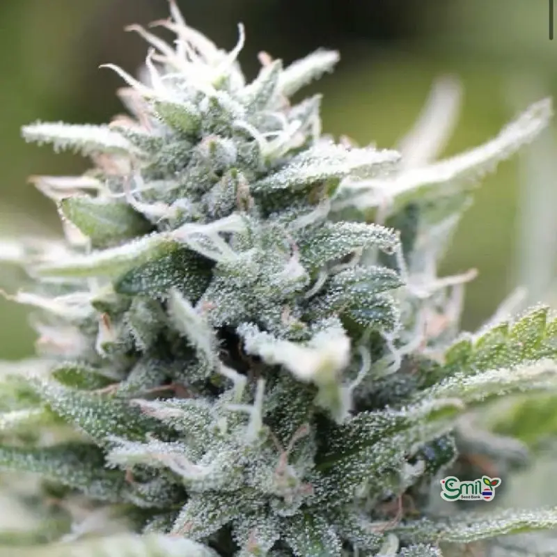 Magic Melon Autoflower — 3