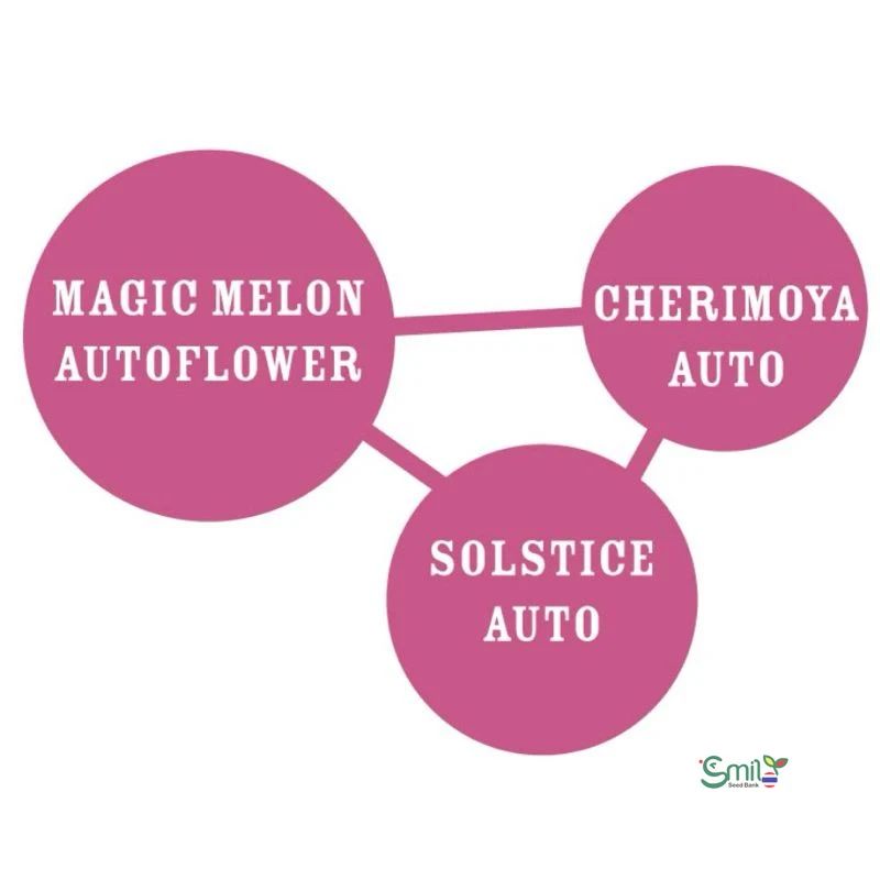 Magic Melon Autoflower — 4