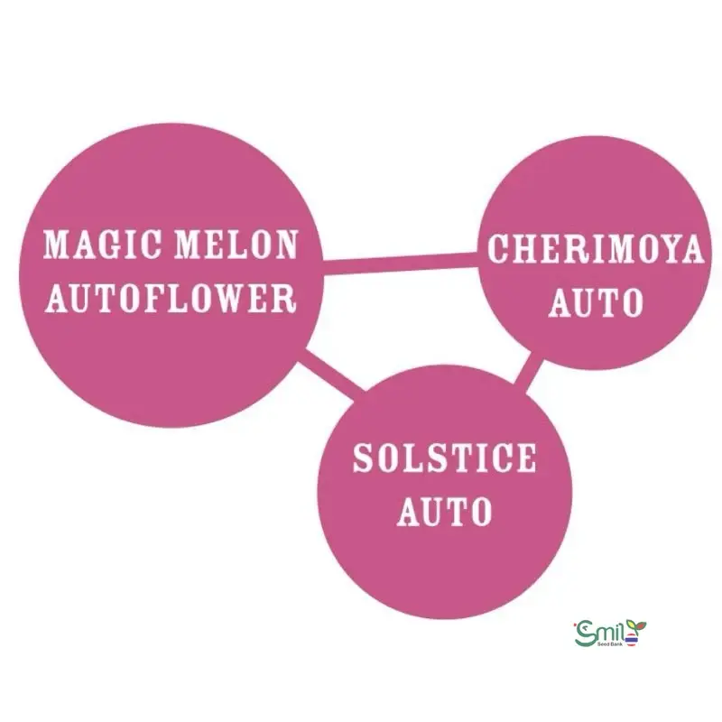 Magic Melon Autoflower — 4