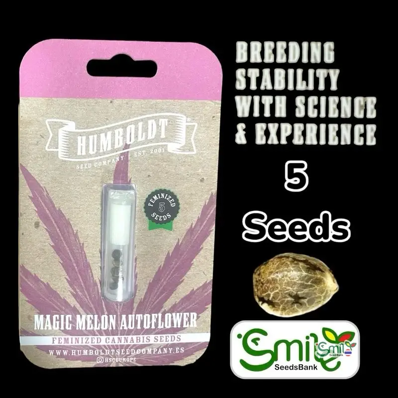Magic Melon Autoflower — 1