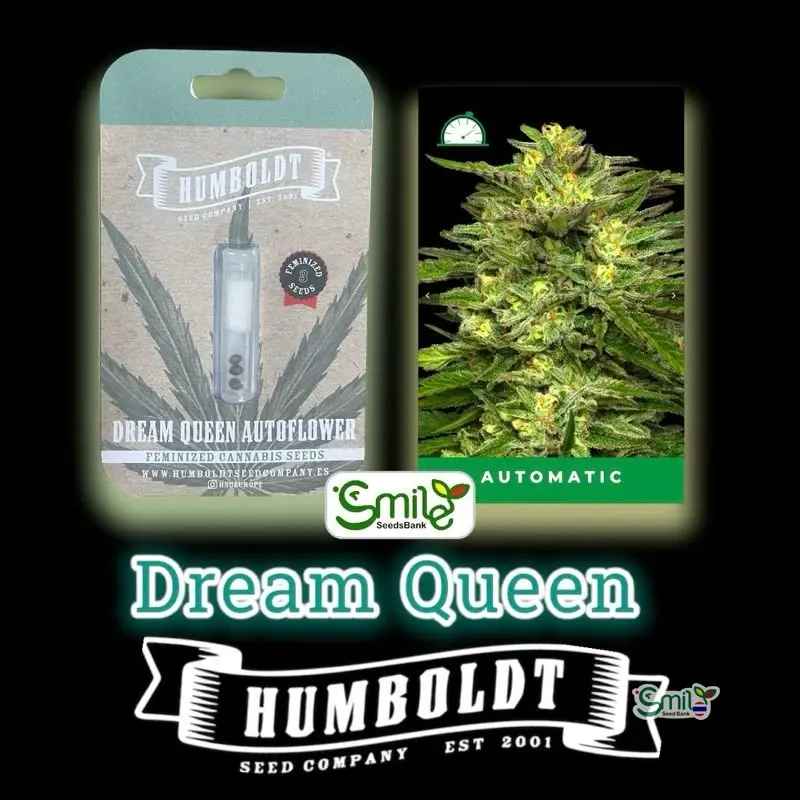Dream Queen — 2