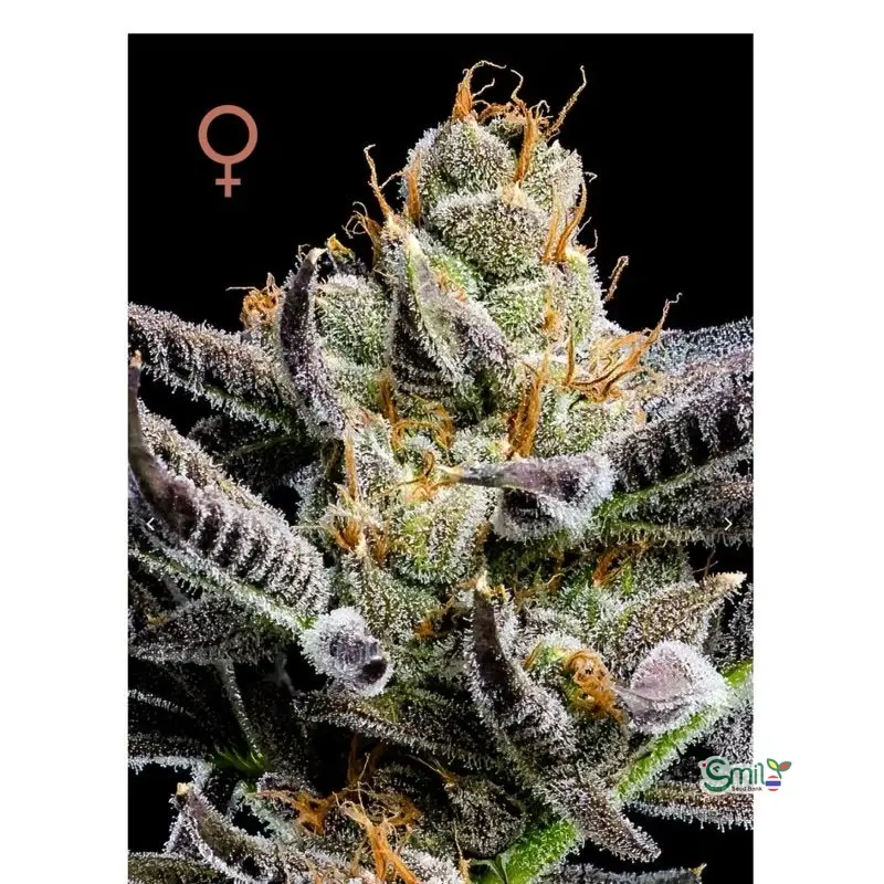 Jelly Donutz Autoflower — 2