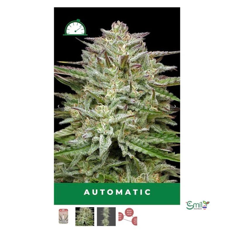 Pound Town Autoflower — 2