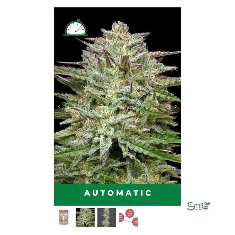 Pound Town Autoflower — 2