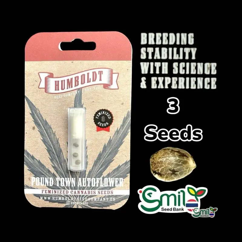 Pound Town Autoflower — 1