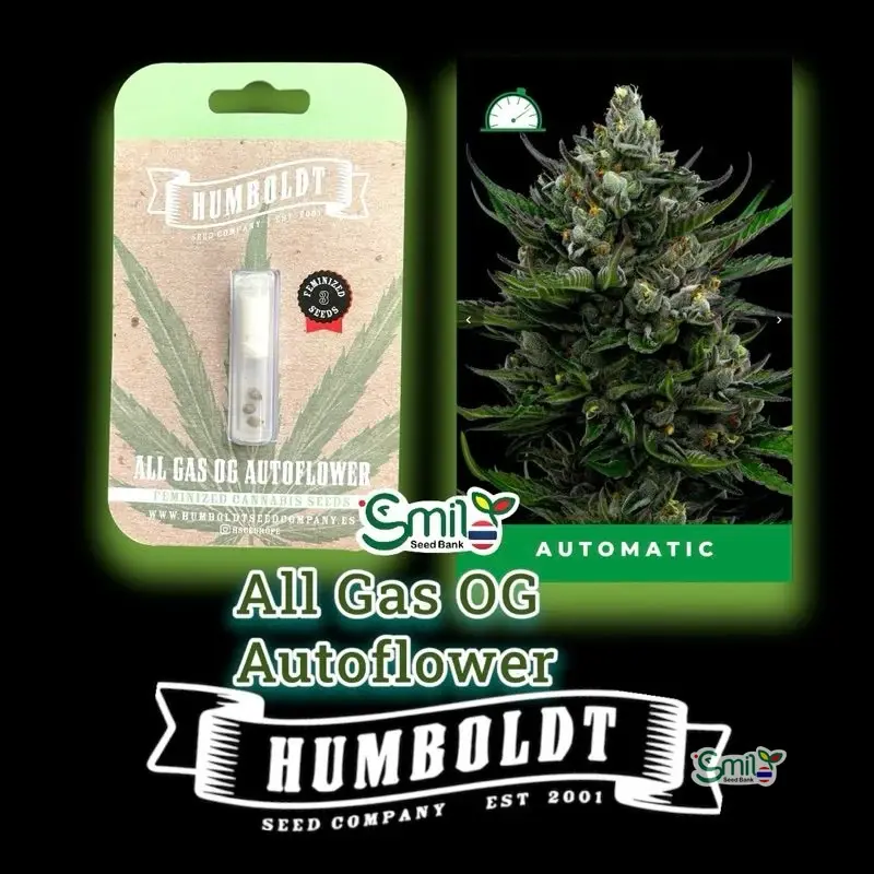 All Gas OG — 1