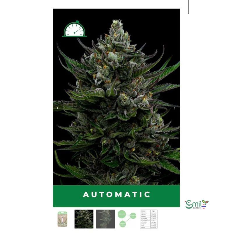 All Gas OG — 2