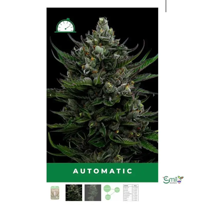 All Gas OG — 2