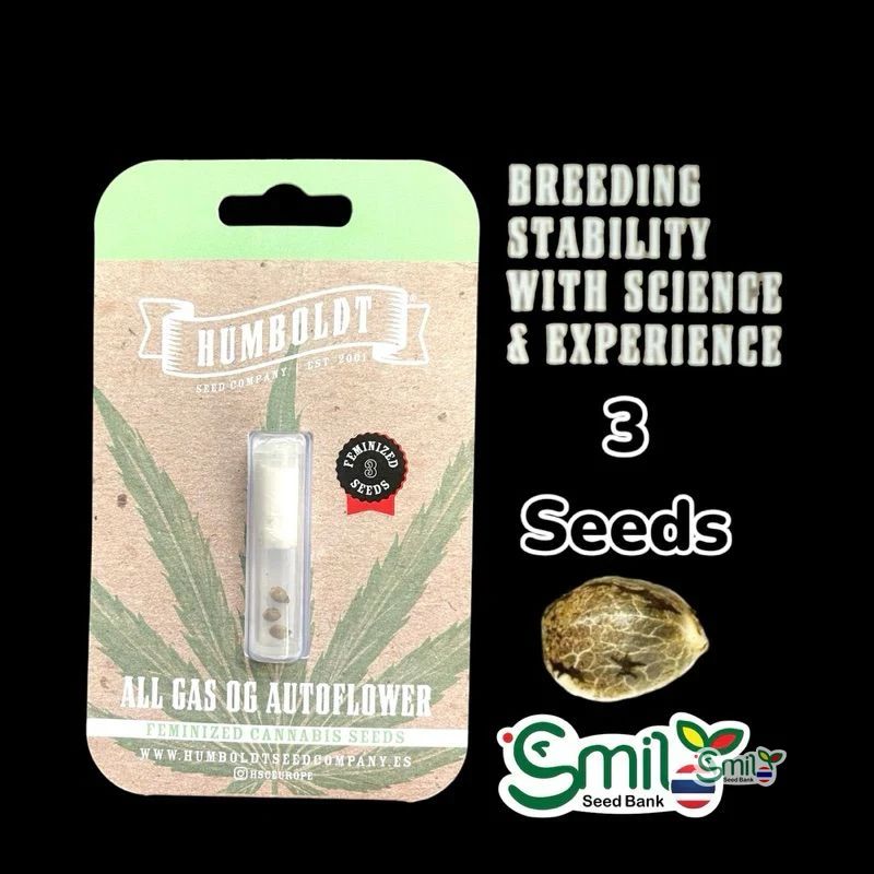 All Gas OG — 3