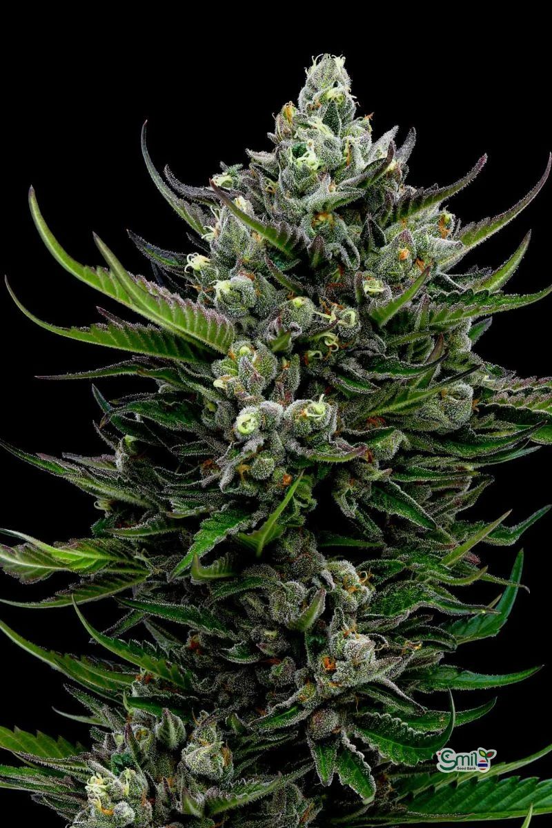 All Gas OG