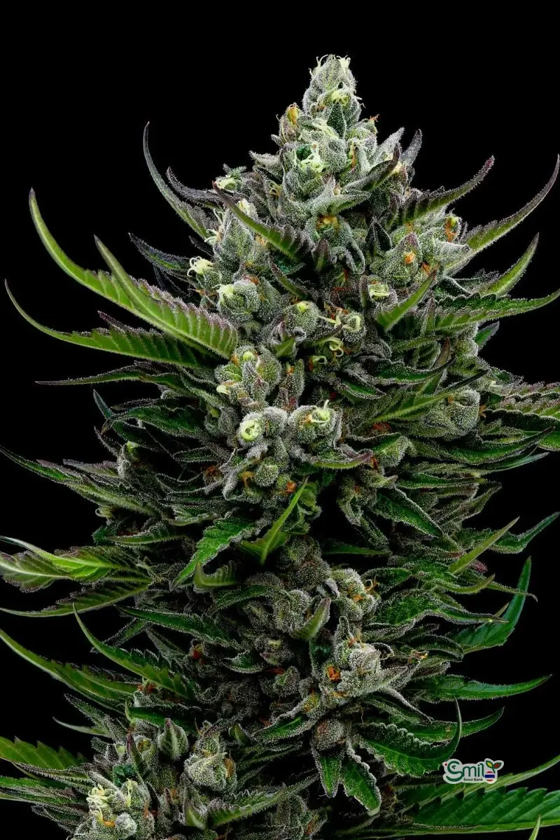 All Gas OG — 4