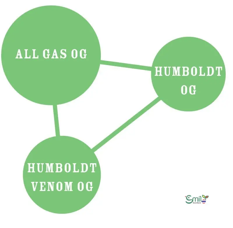 All Gas OG — 5
