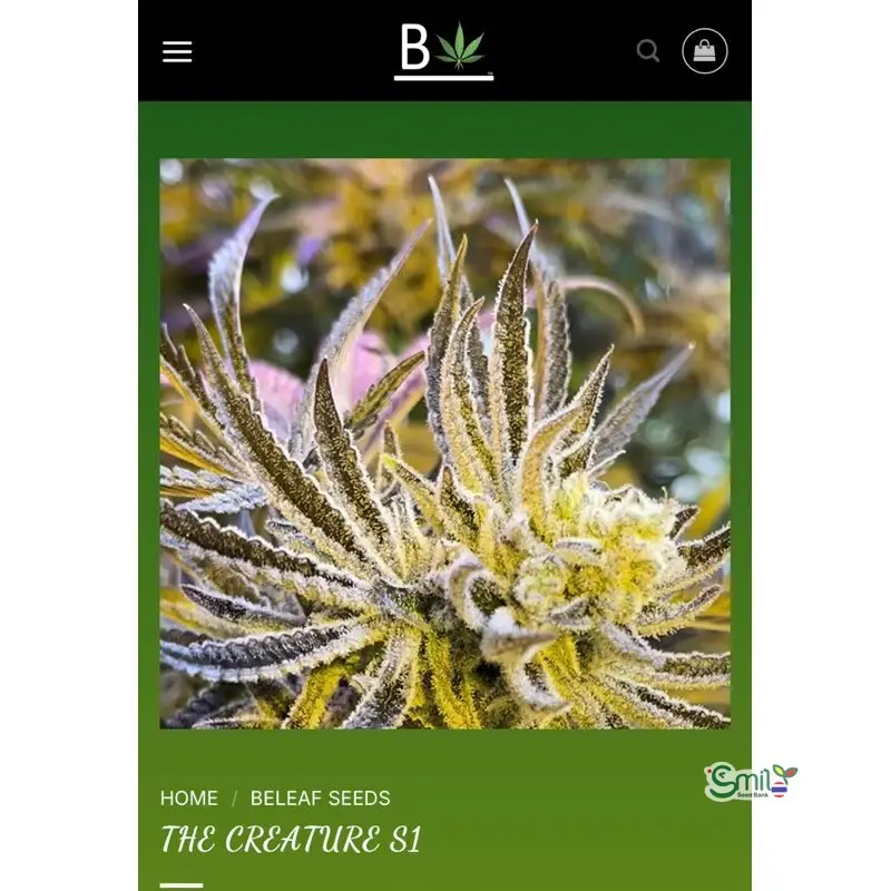 The Creature S1 — 1