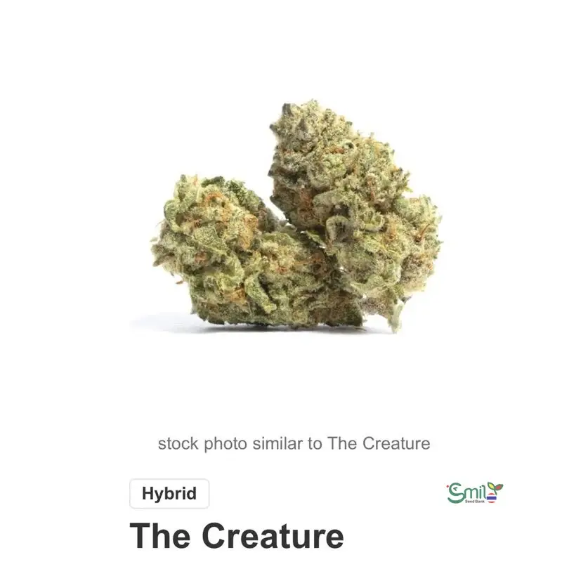 The Creature S1 — 2